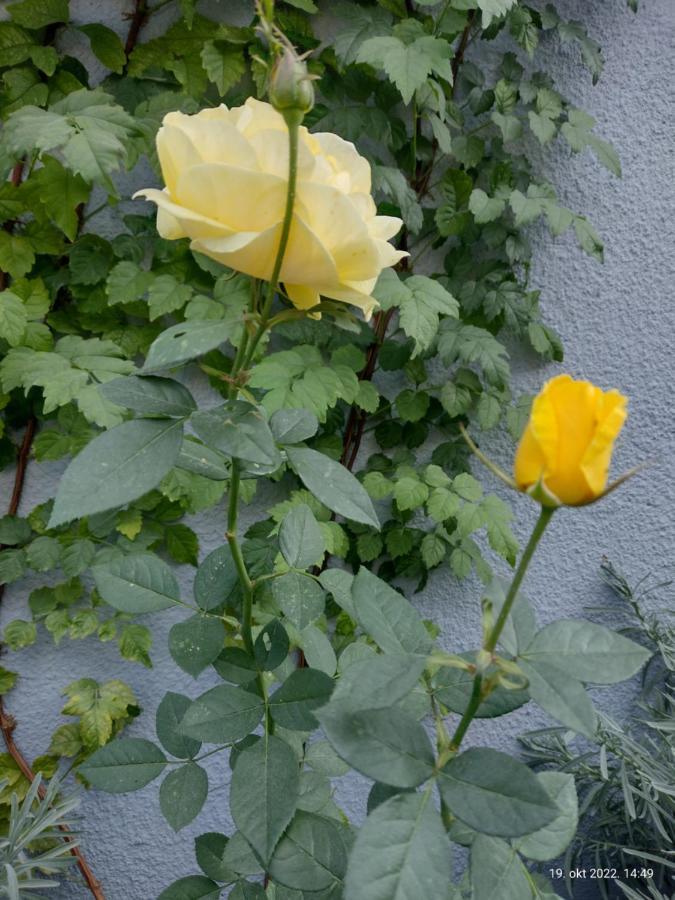 Apartmani Domo Sd Smederevo Luaran gambar